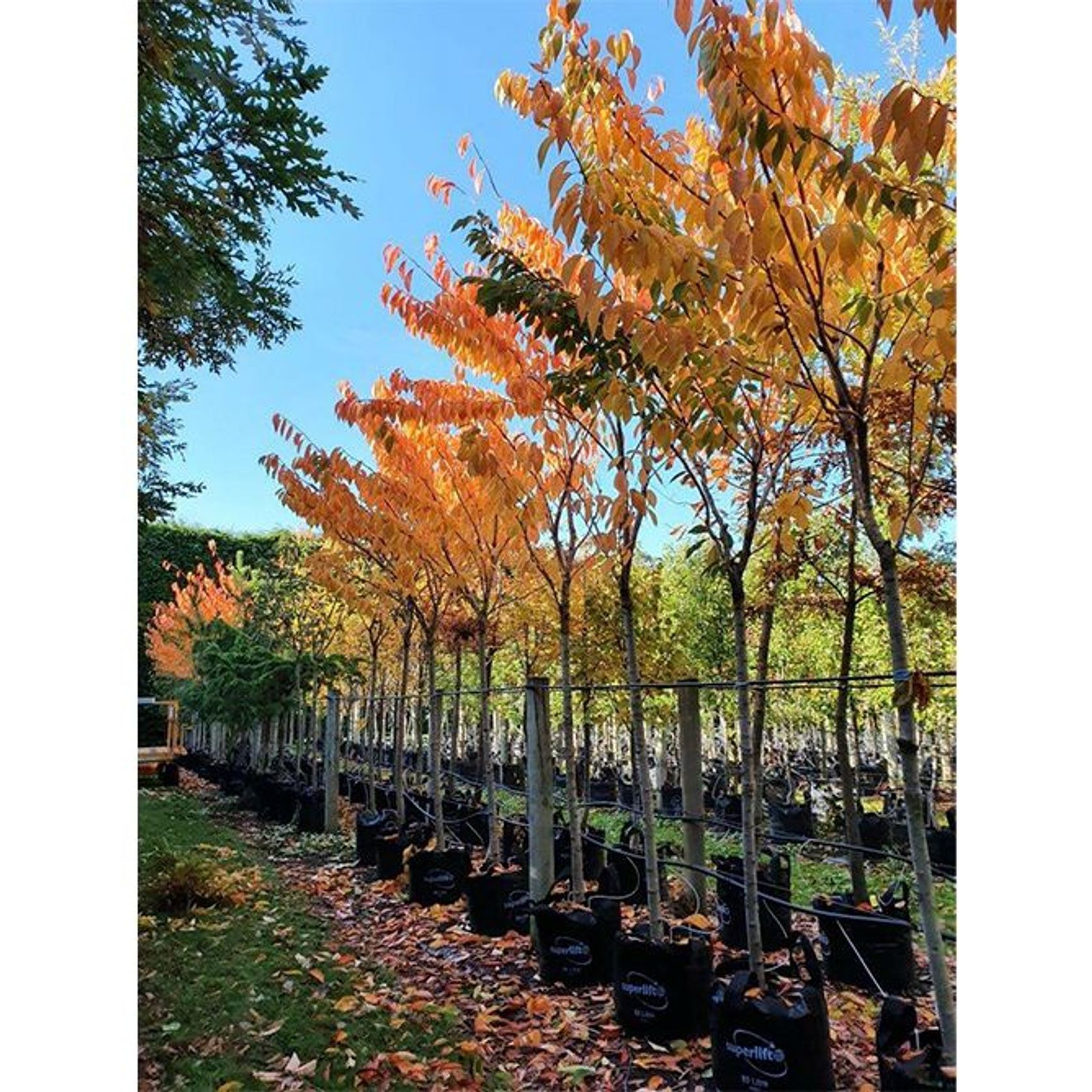 Prunus serrulata 'Tai Haku' | Great White Cherry gallery detail image