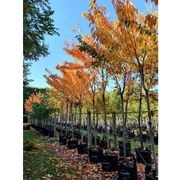 Prunus serrulata 'Tai Haku' | Great White Cherry gallery detail image