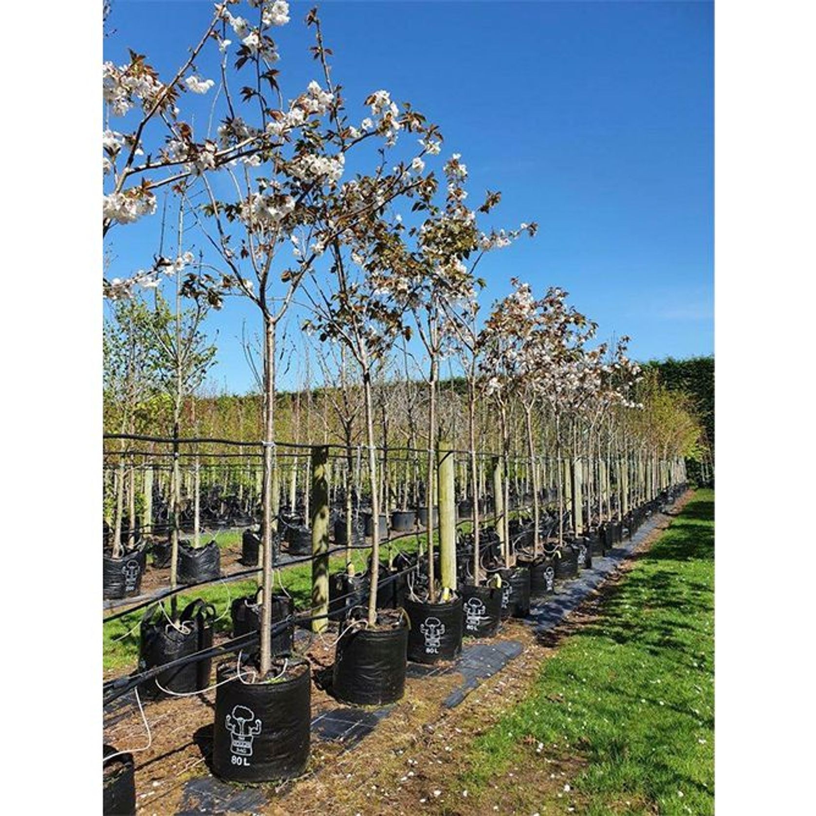 Prunus serrulata 'Tai Haku' | Great White Cherry gallery detail image