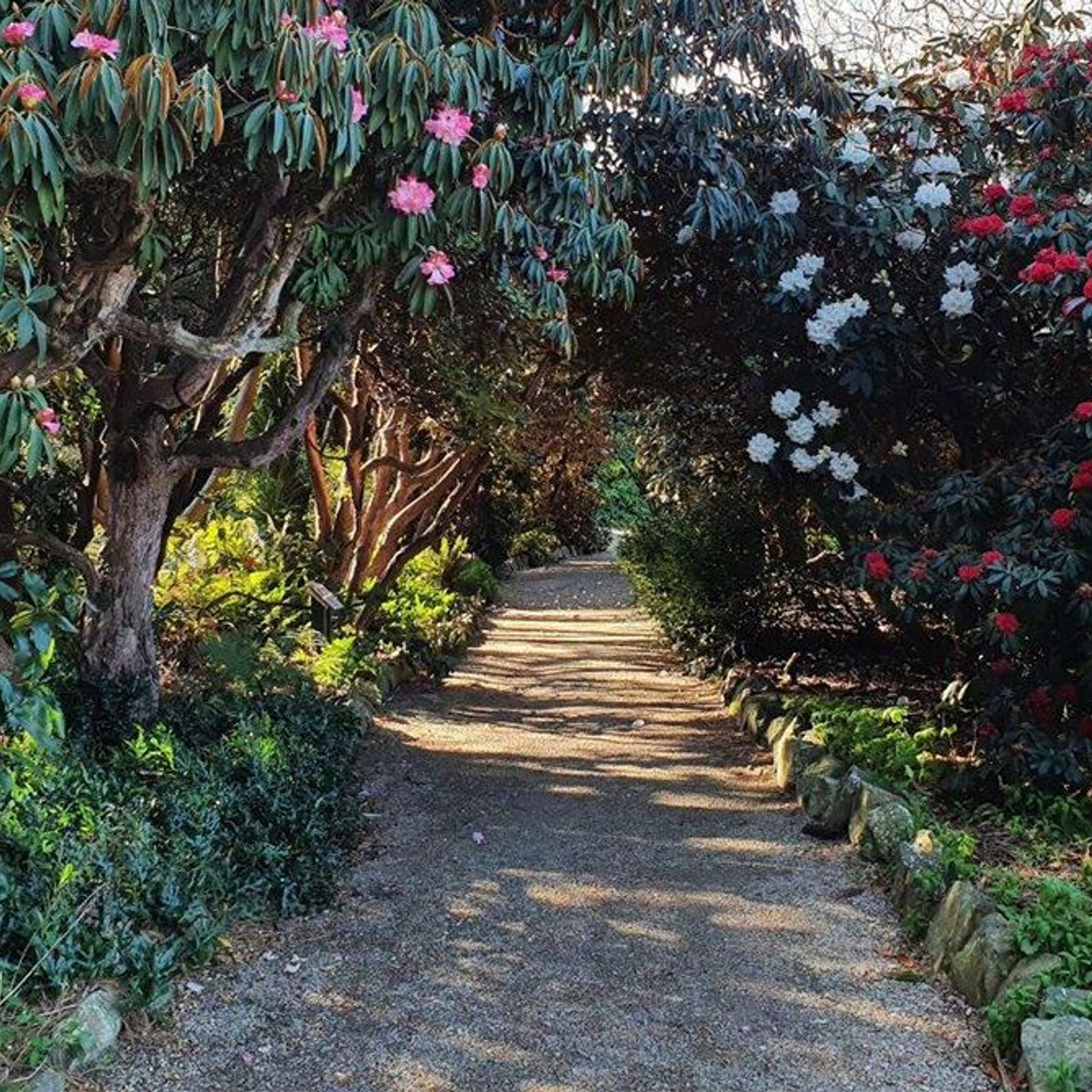 Rhododendron var. gallery detail image