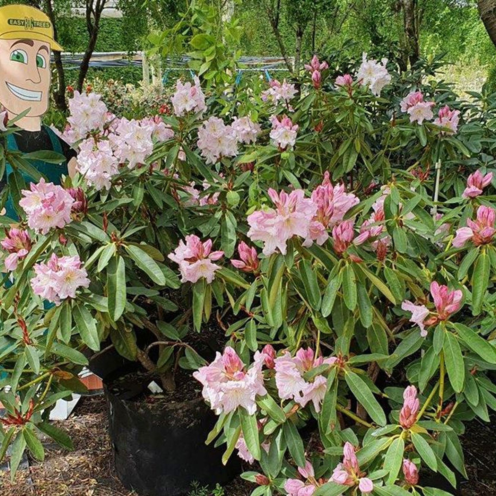 Rhododendron var. gallery detail image