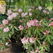 Rhododendron var. gallery detail image