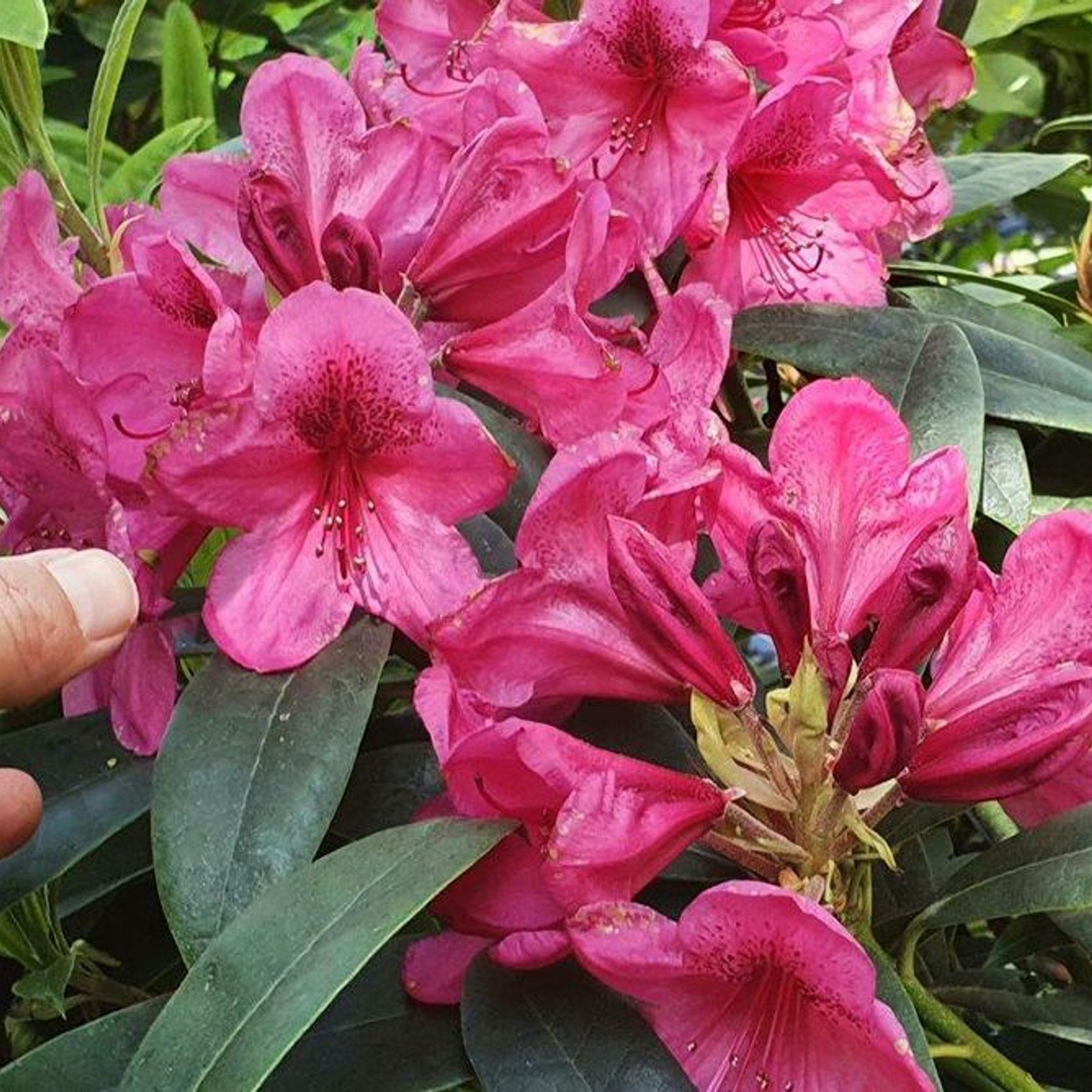 Rhododendron var. gallery detail image