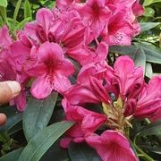 Rhododendron var. gallery detail image