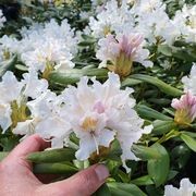 Rhododendron var. gallery detail image