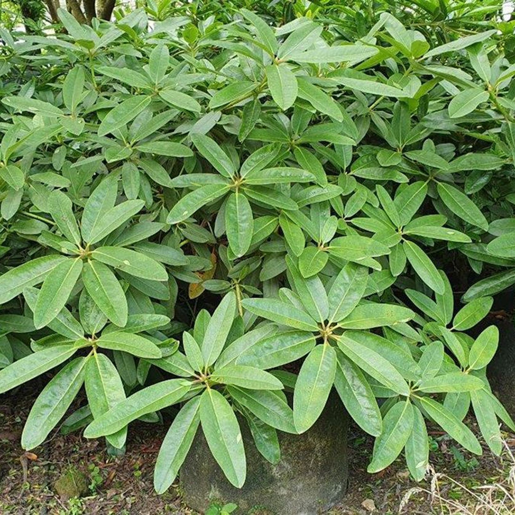 Rhododendron var. gallery detail image