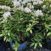 Rhododendron var. gallery detail image