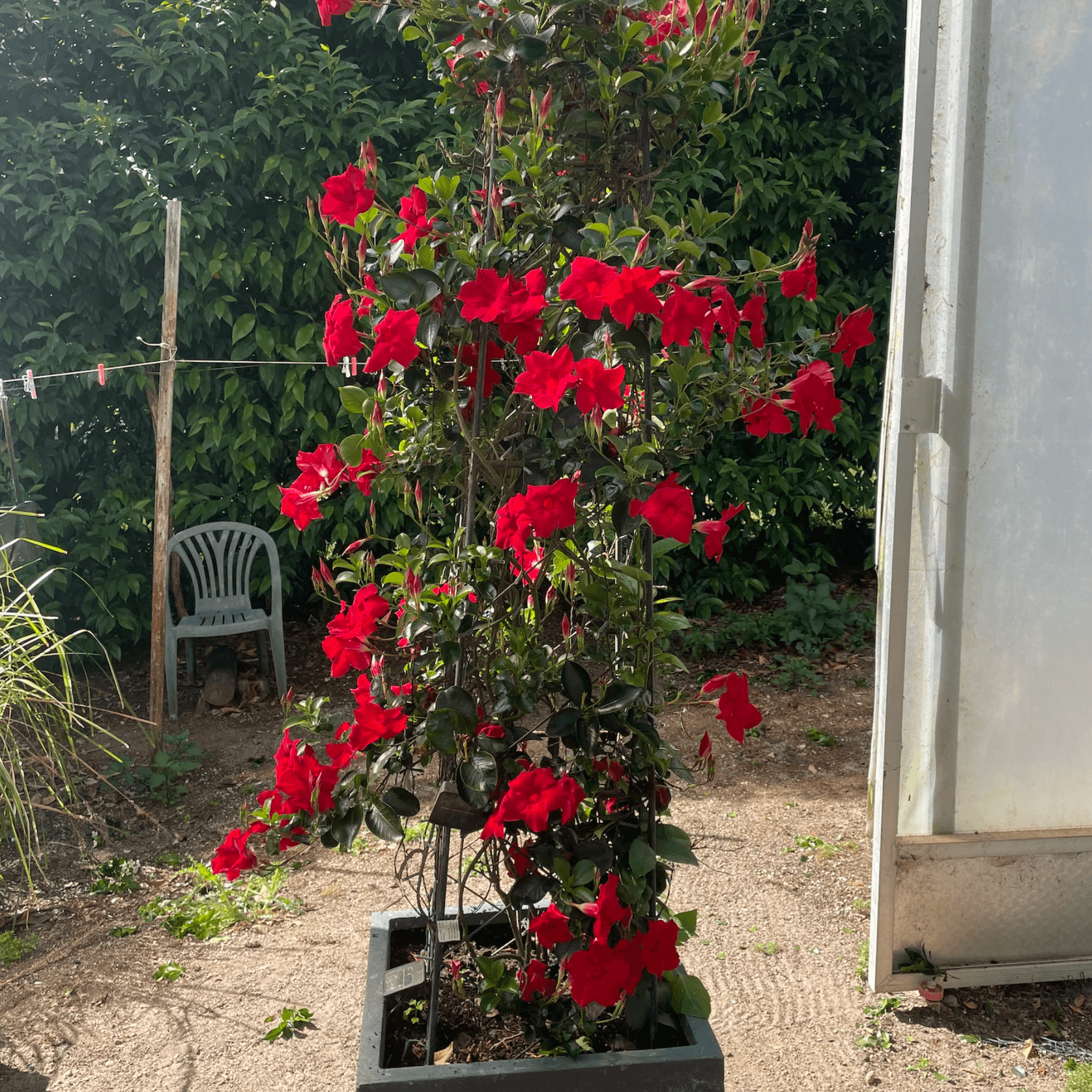 Mandevilla Forever Red gallery detail image