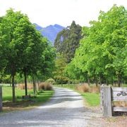 Tilia platyphyllos | European Lime gallery detail image