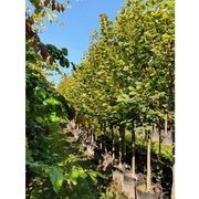 Tilia platyphyllos | European Lime gallery detail image