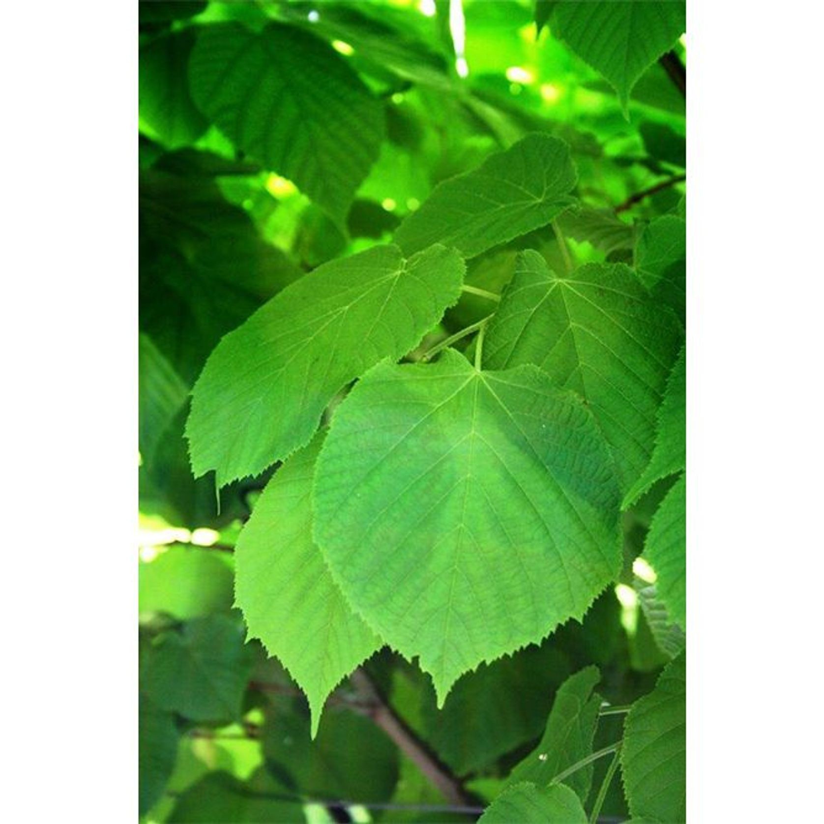 Tilia platyphyllos | European Lime gallery detail image