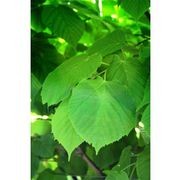 Tilia platyphyllos | European Lime gallery detail image