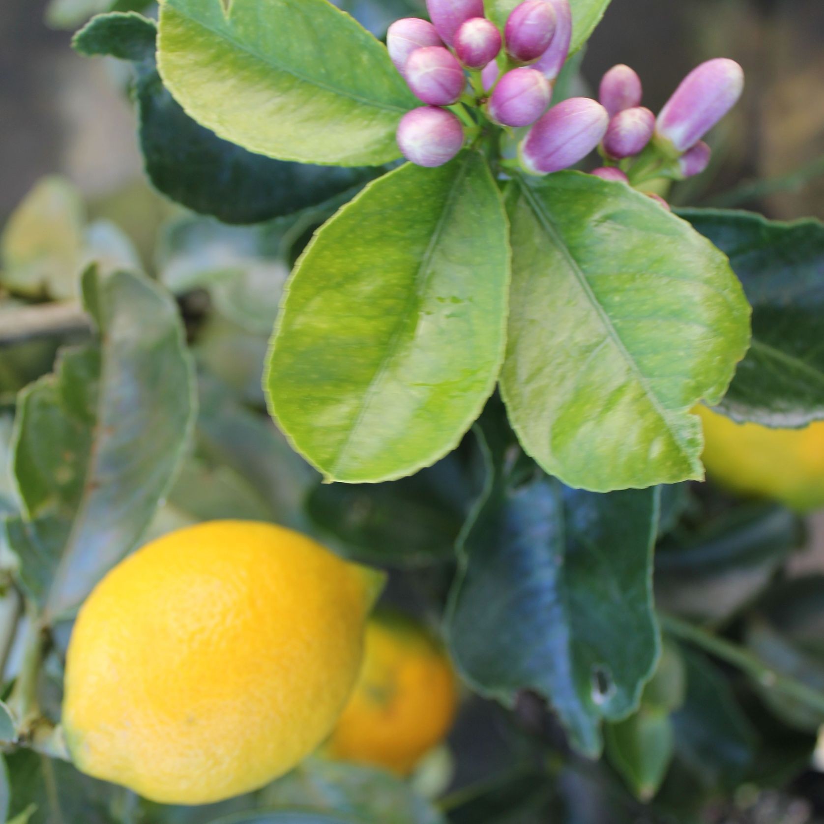 Citrus Limon 'Meyer' / Meyer Lemon gallery detail image