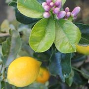 Citrus Limon 'Meyer' / Meyer Lemon gallery detail image