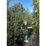 Olea varieties | Olive Tree gallery detail image
