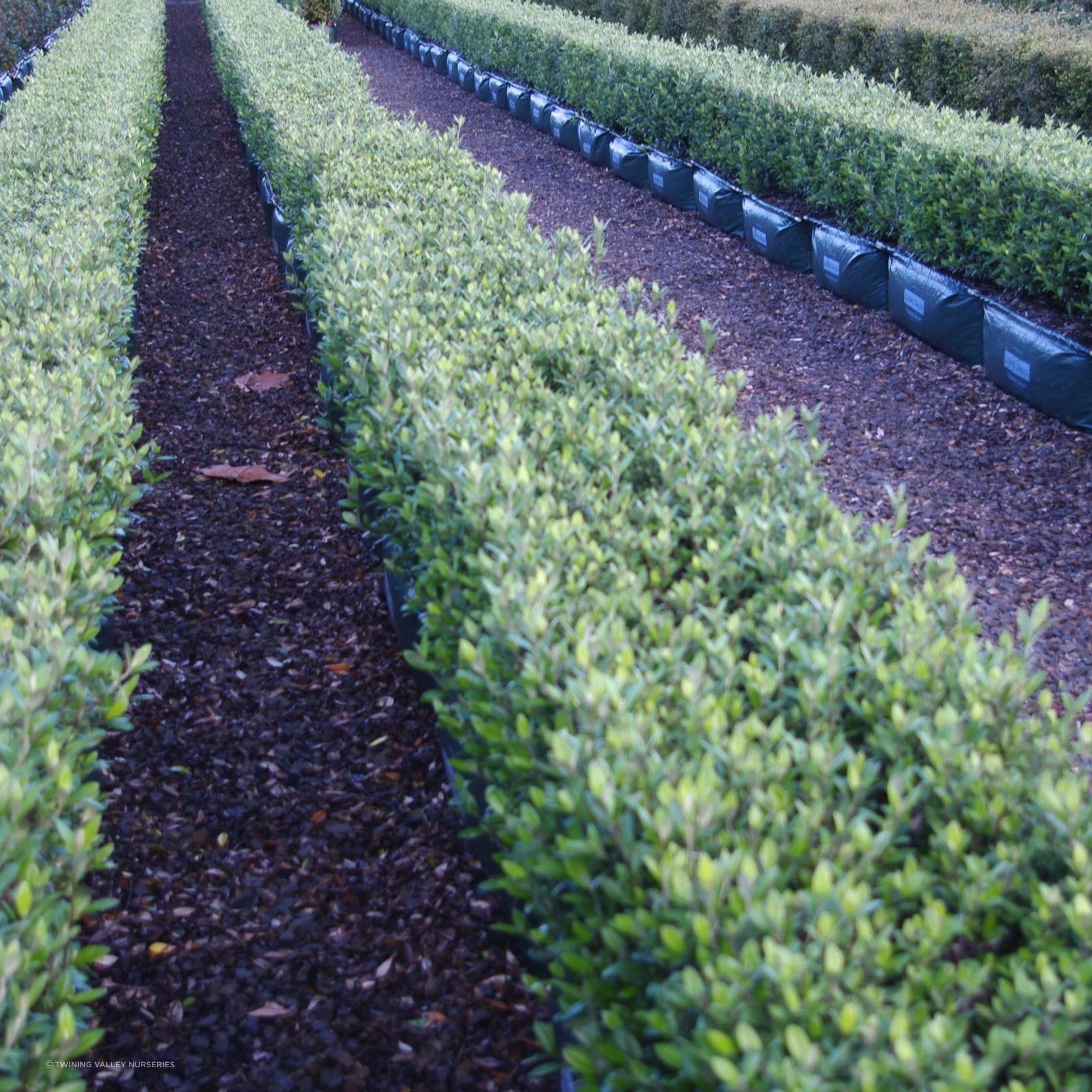 LIVING EDGE™ – low instant hedge range. gallery detail image