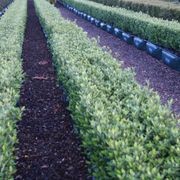 LIVING EDGE™ – low instant hedge range. gallery detail image