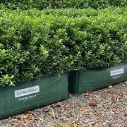 LIVING EDGE™ – low instant hedge range. gallery detail image