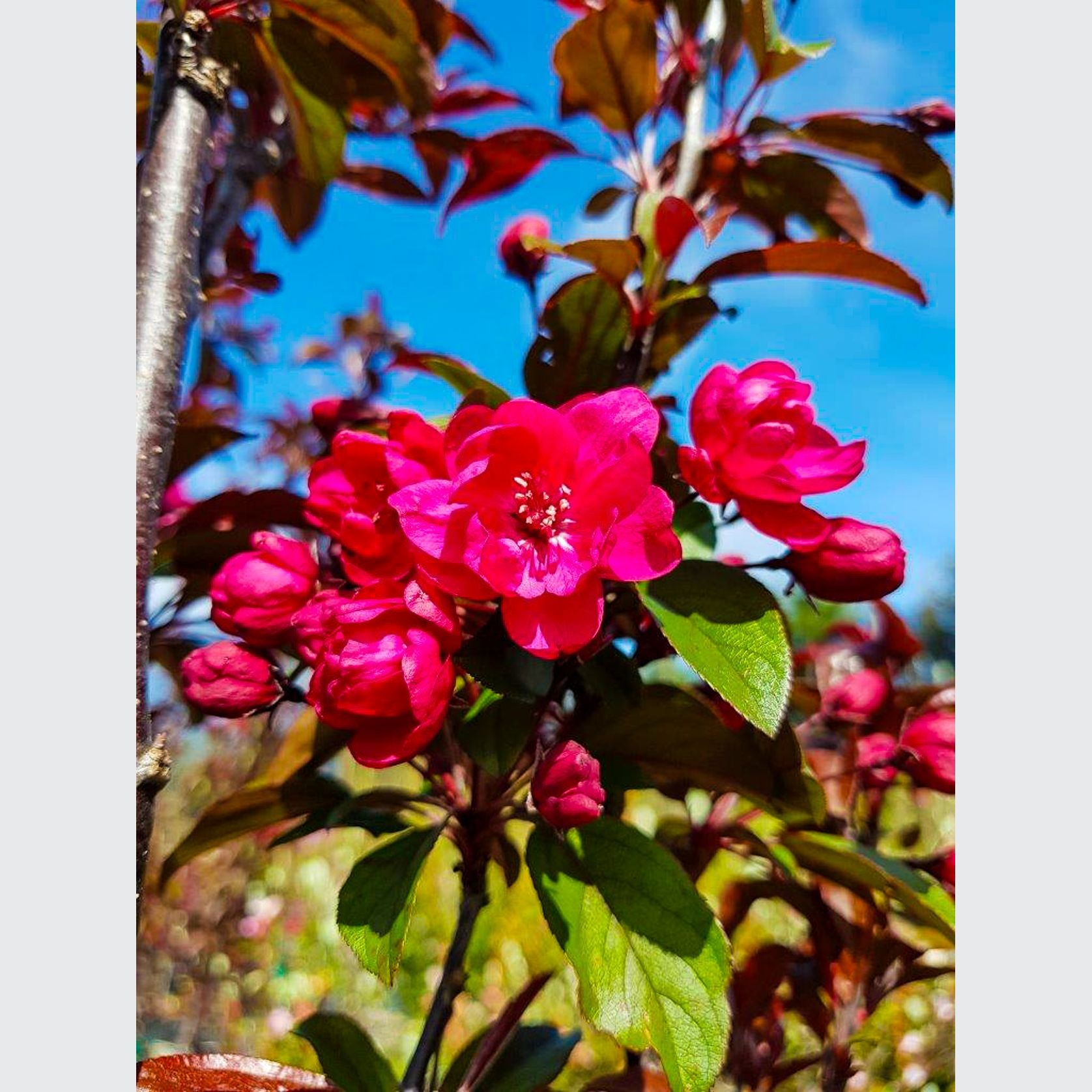 MALUS ‘Flamingo’ – Upright Deep Pink Crabapple gallery detail image