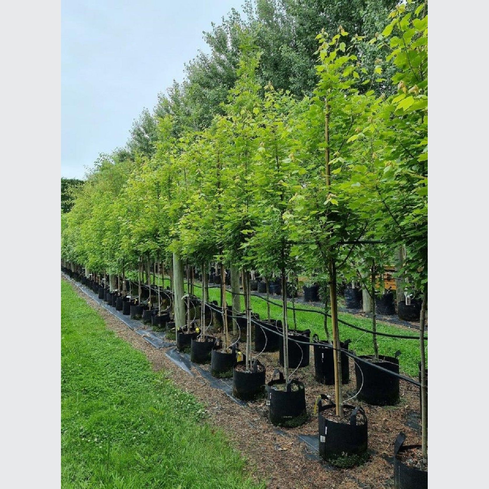 ACER freemanii ‘Jeffers Red’ – Freemans Maple gallery detail image