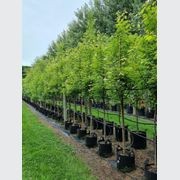 ACER freemanii ‘Jeffers Red’ – Freemans Maple gallery detail image