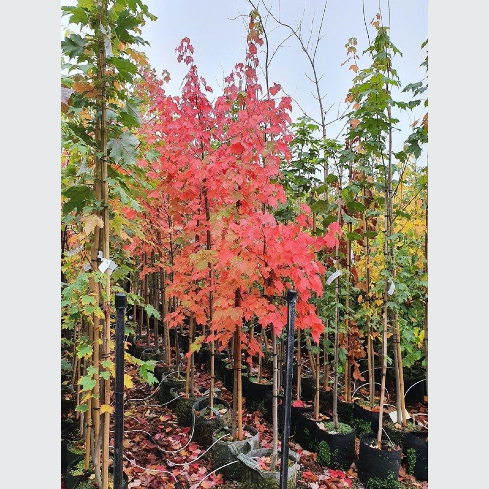 ACER freemanii ‘Jeffers Red’ – Freemans Maple gallery detail image