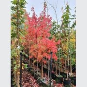 ACER freemanii ‘Jeffers Red’ – Freemans Maple gallery detail image