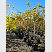 MALUS Arrows Gold – Yellow Fruiting Crabapple gallery detail image