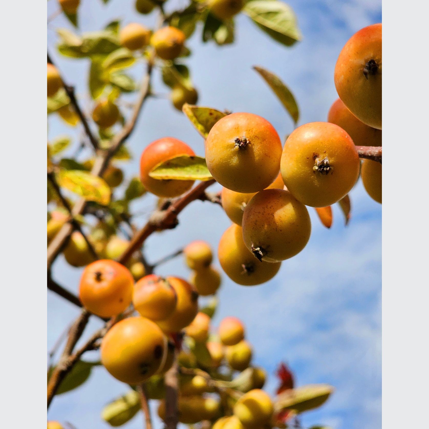 MALUS Arrows Gold – Yellow Fruiting Crabapple gallery detail image