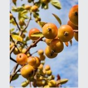 MALUS Arrows Gold – Yellow Fruiting Crabapple gallery detail image