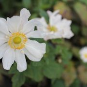 Anemone Japonica 'Single White' / Japanese Anemone gallery detail image