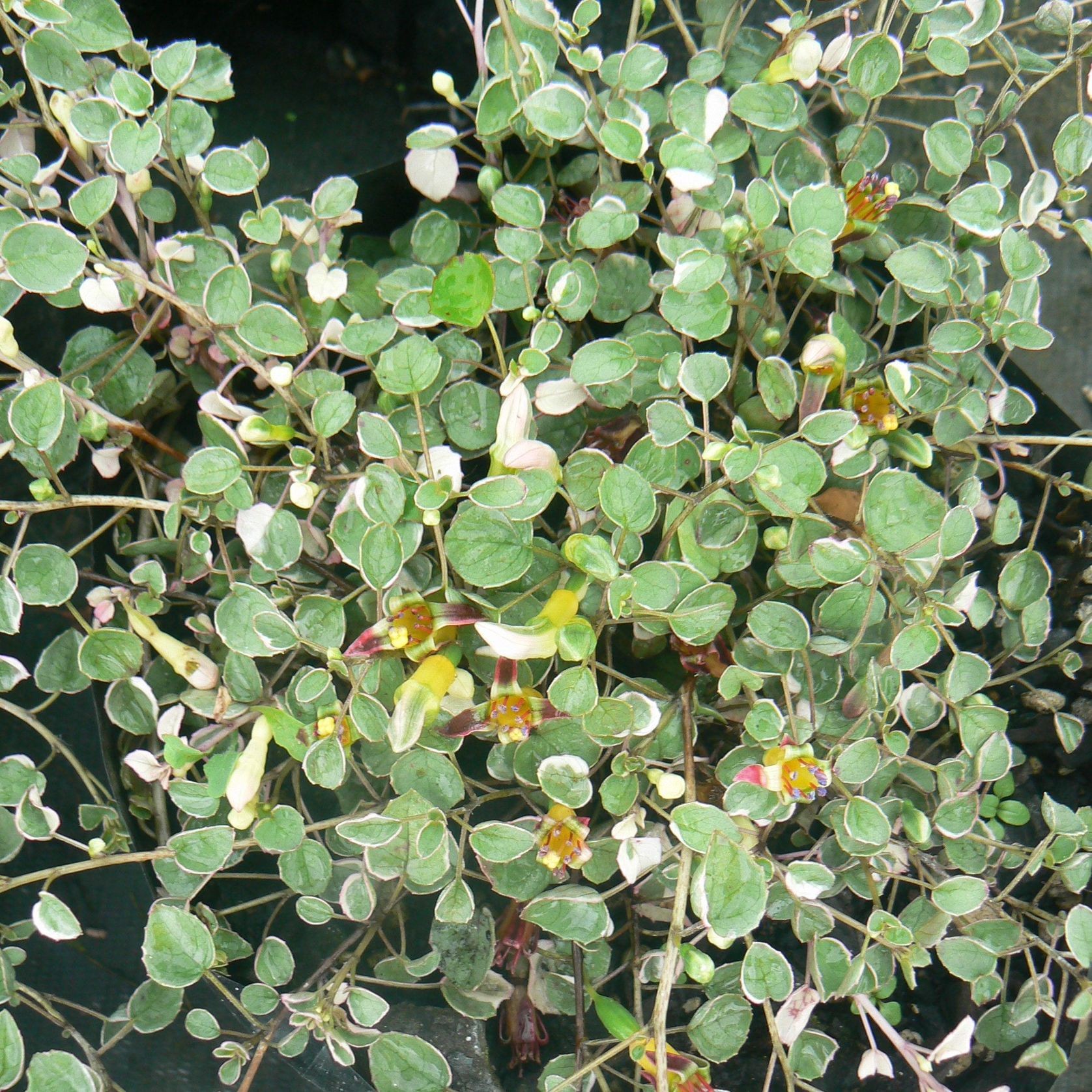 Fuchsia Procumbens 'Variegata' / Creeping or Trailing Fuchsia gallery detail image