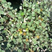 Fuchsia Procumbens 'Variegata' / Creeping or Trailing Fuchsia gallery detail image
