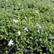 Lobelia Angulata / White Star Creeper Plant gallery detail image