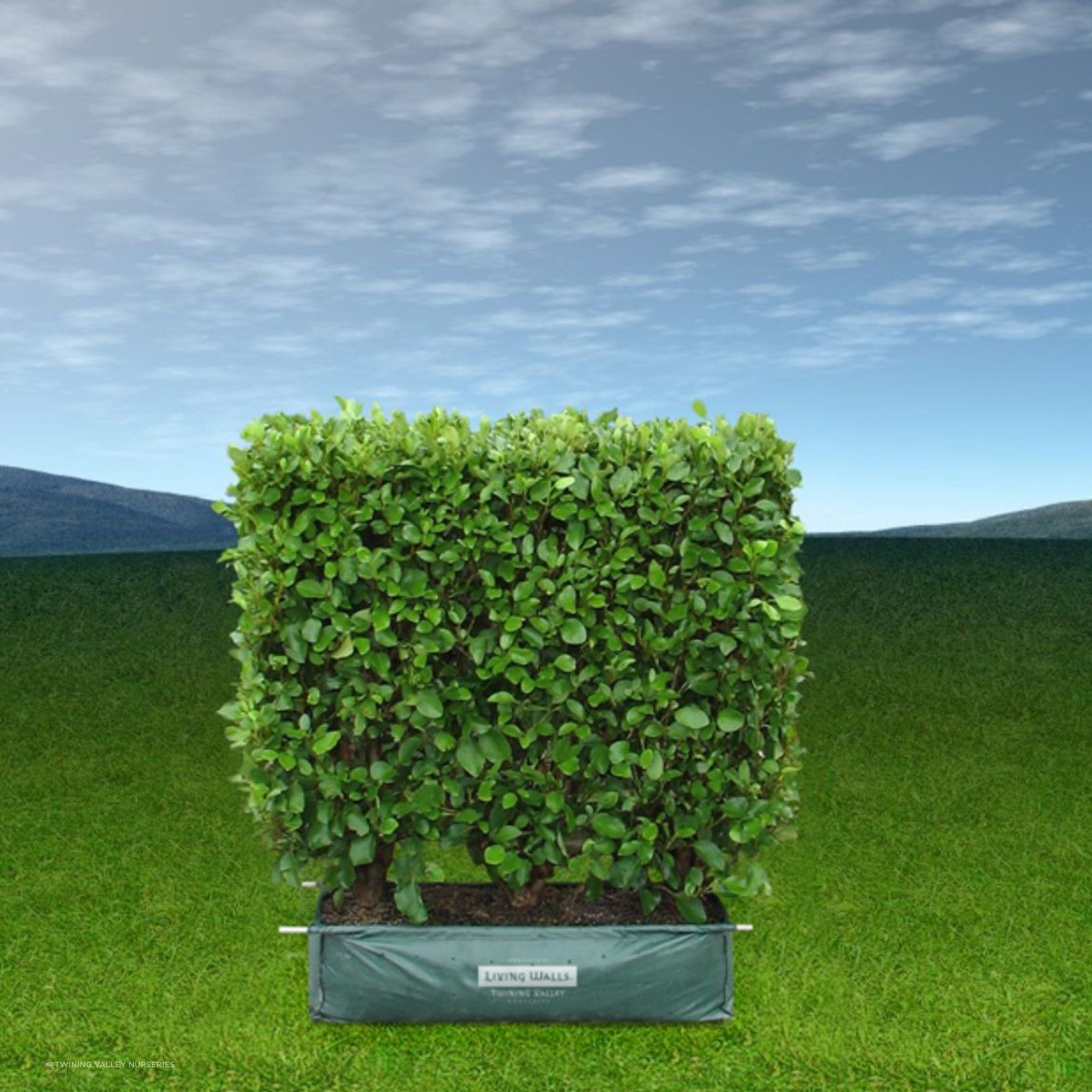 LIVING BOUNDARY™ – mid-height instant hedge range. gallery detail image
