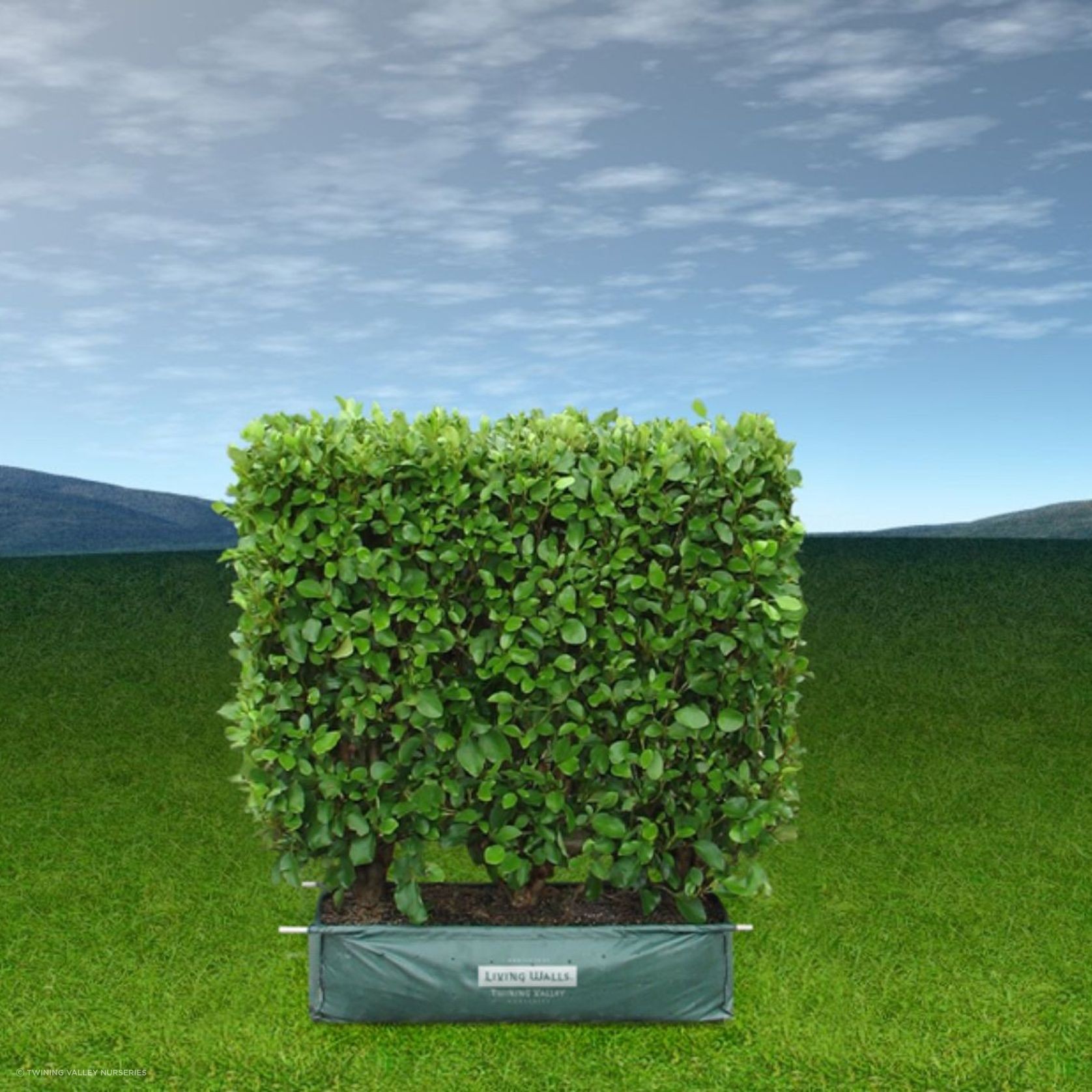 LIVING BOUNDARY™ – mid-height instant hedge range. gallery detail image