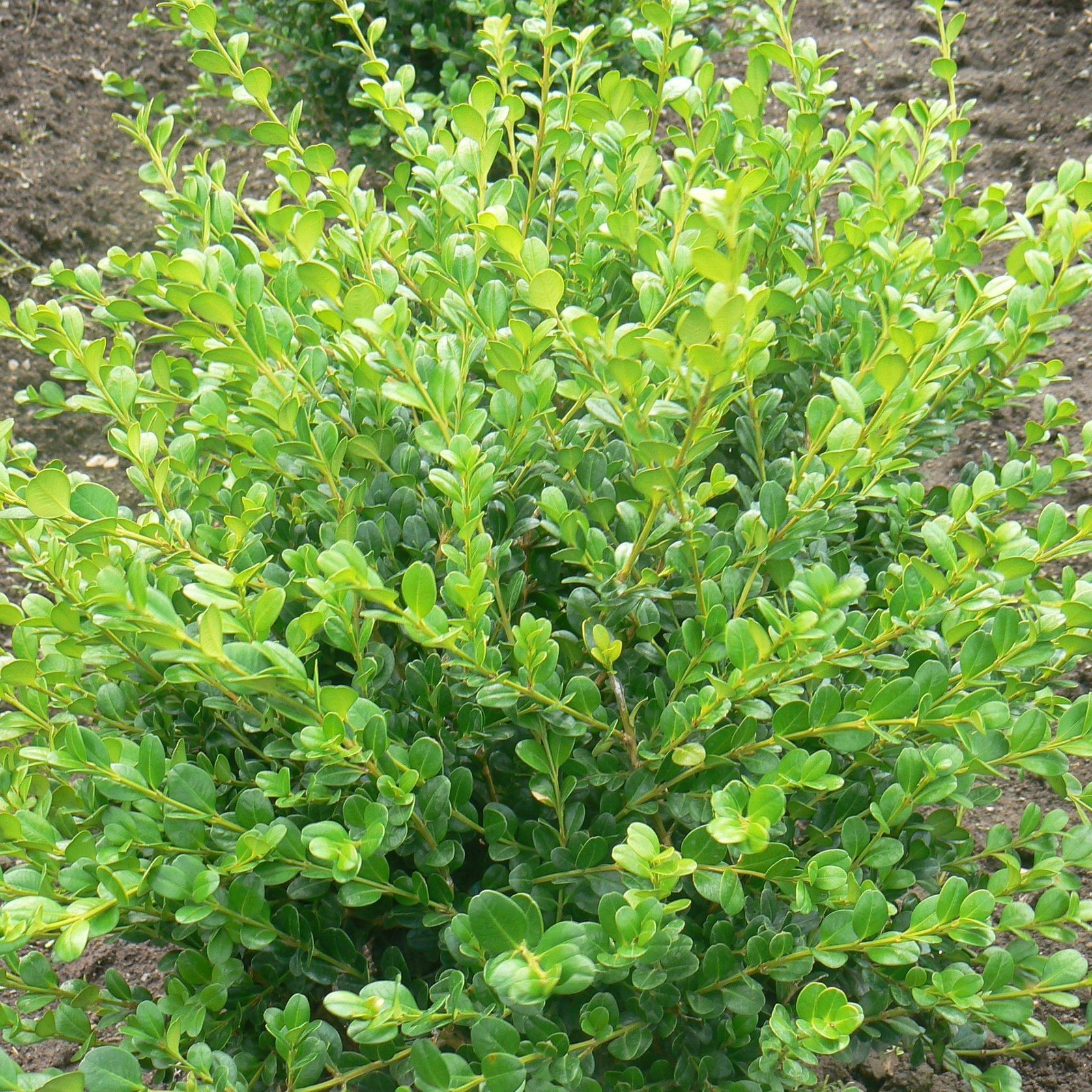 Buxus 'Green Gem' / Boxwood gallery detail image