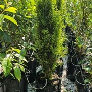 Buxus sempervirens 'Graham Blandy' | Upright English Box gallery detail image