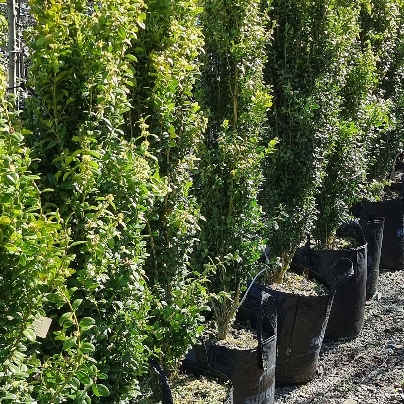 Buxus sempervirens 'Graham Blandy' | Upright English Box gallery detail image