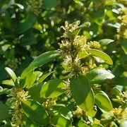 Buxus sempervirens 'Graham Blandy' | Upright English Box gallery detail image