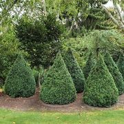 Buxus sempervirens | English Box Hedge gallery detail image