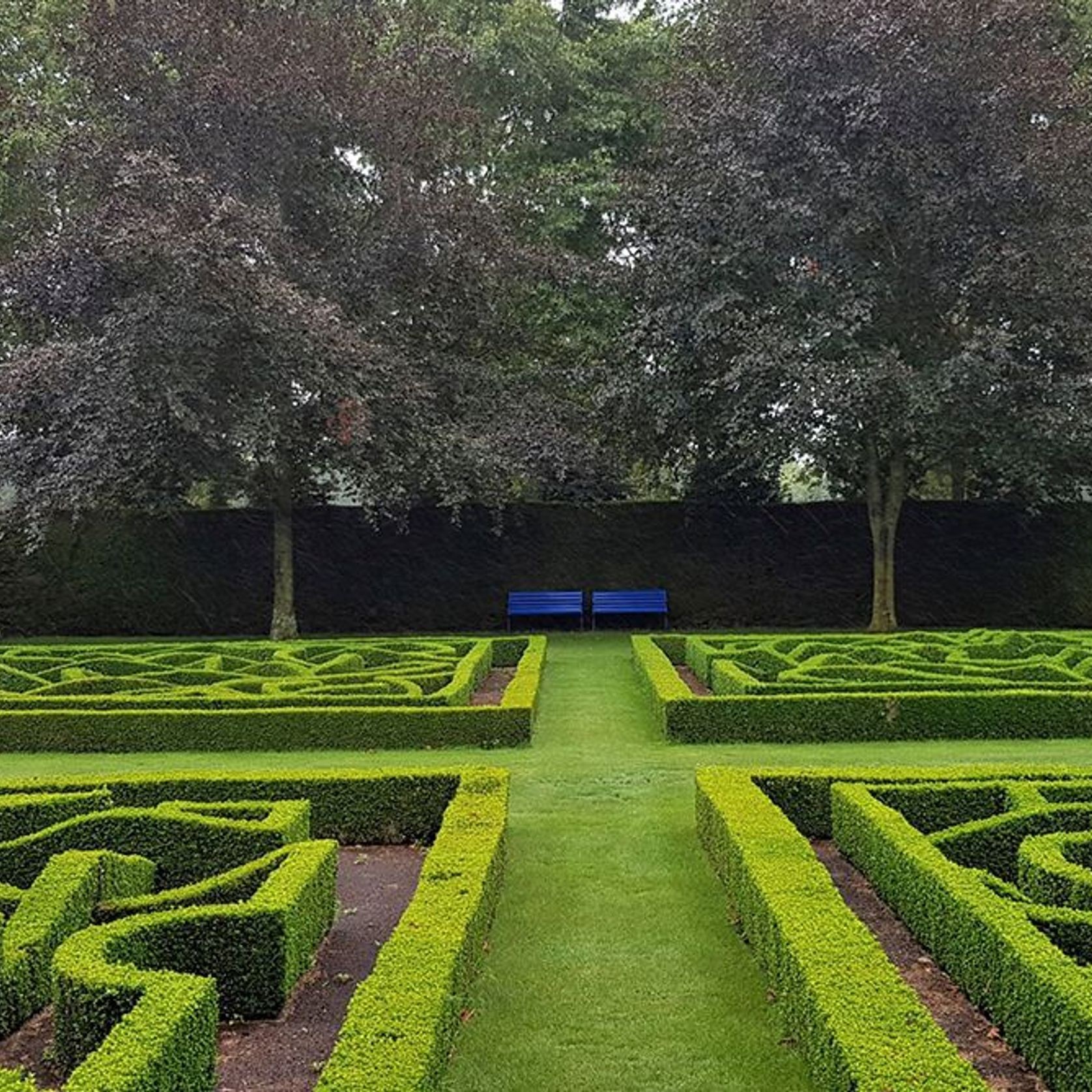 Buxus sempervirens | English Box Hedge gallery detail image