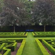 Buxus sempervirens | English Box Hedge gallery detail image