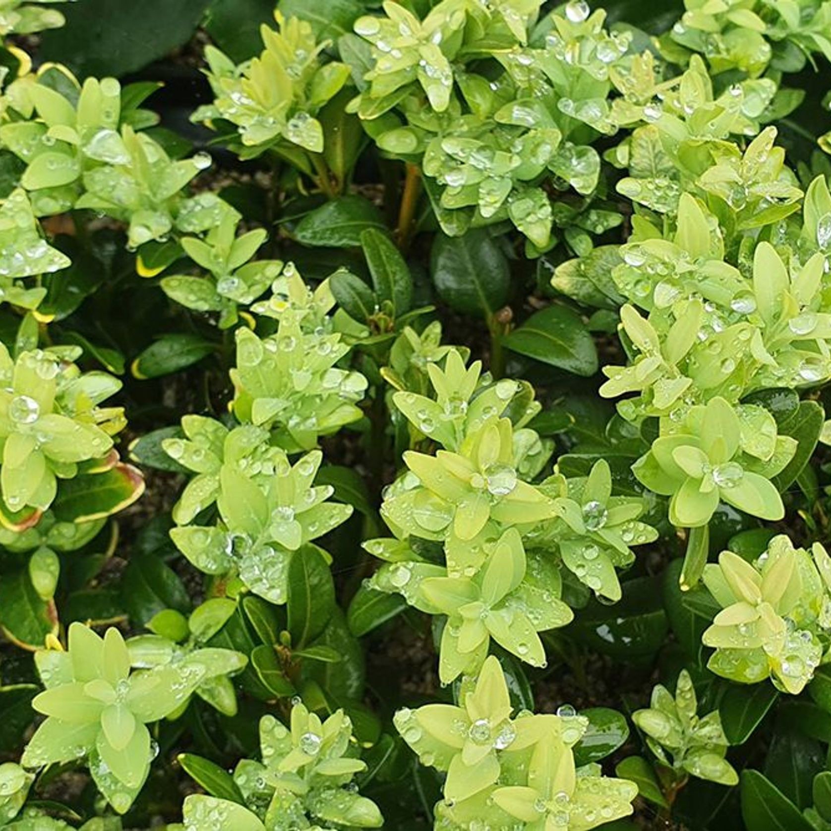 Buxus sempervirens | English Box Hedge gallery detail image