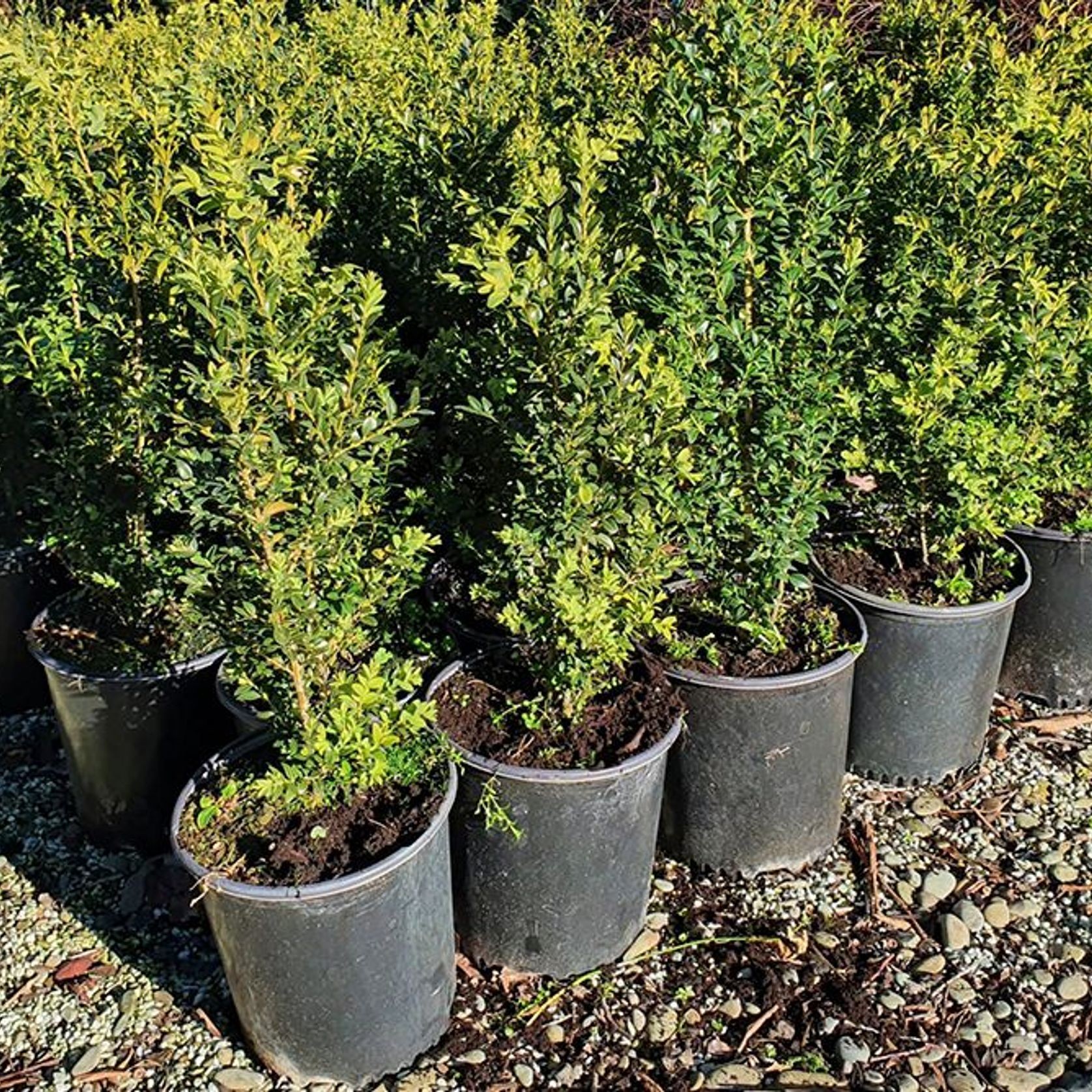 Buxus sempervirens | English Box Hedge gallery detail image