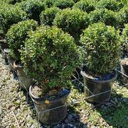 Buxus sempervirens | English Box Hedge gallery detail image