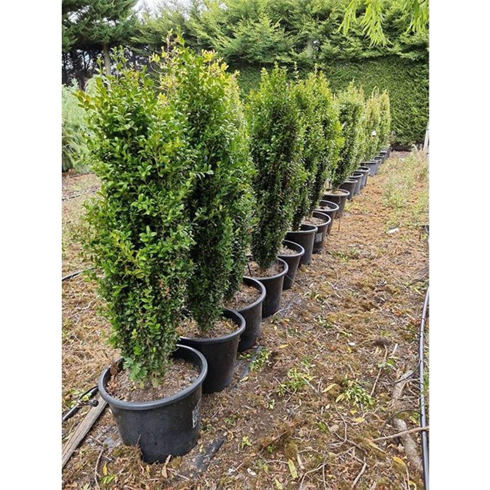 Buxus sempervirens 'Graham Blandy' | Upright English Box gallery detail image