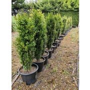 Buxus sempervirens 'Graham Blandy' | Upright English Box gallery detail image