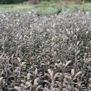 Corokia X Virgata 'Frosted Chocolate' gallery detail image