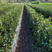 Camellia ‘Setsugekka’ instant hedge gallery detail image